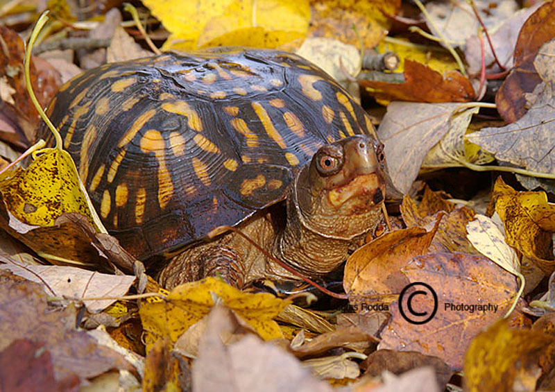 BOX TURTLE